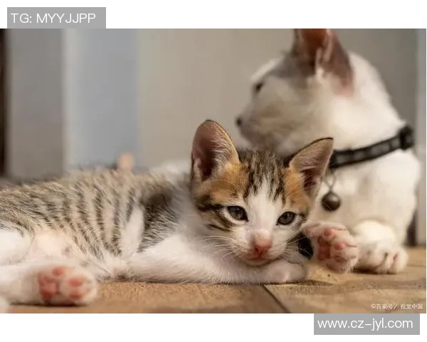 足球明星与猫咪的亲密关系哪位球星最爱养猫揭秘