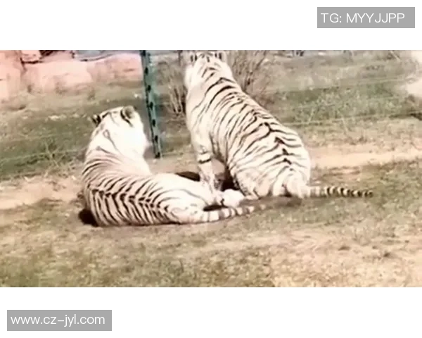 老虎背后的故事揭示了这位足球明星的成长与奋斗历程